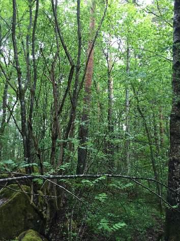 51 51 1605 Blandskog 2 Visst biotopvärde 2 Visst artvärde 3 Påtagligt Kungsfågel (VU) Talldominerad skog med ganska stort inslag av ek, björk och sälg. Rikligt med rönn och buskar som skogstry.