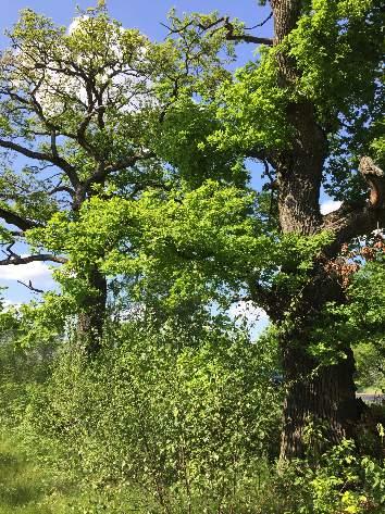 62 62 1605 Blandskog 3 Påtagligt biotopvärde 2 Visst artvärde 3 Påtagligt Ekticka (NT) Område längs väg med två grova ekar.