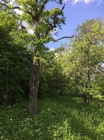 2 2 1640 Obestämd ädellövskog 3 Påtagligt biotopvärde 2 Visst artvärde 3 Påtagligt Gulsparv (VU) Skogdunge med ask, lönn och apel. Flera träd har små håligheter och död ved.