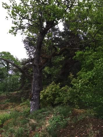 81 81 Petter Andersson och Hanna Nilsson 1637 Gles hällmarksskog 3 Påtagligt biotopvärde 2 Visst artvärde 3 Påtagligt Tallticka (NT), styvmorsviol.