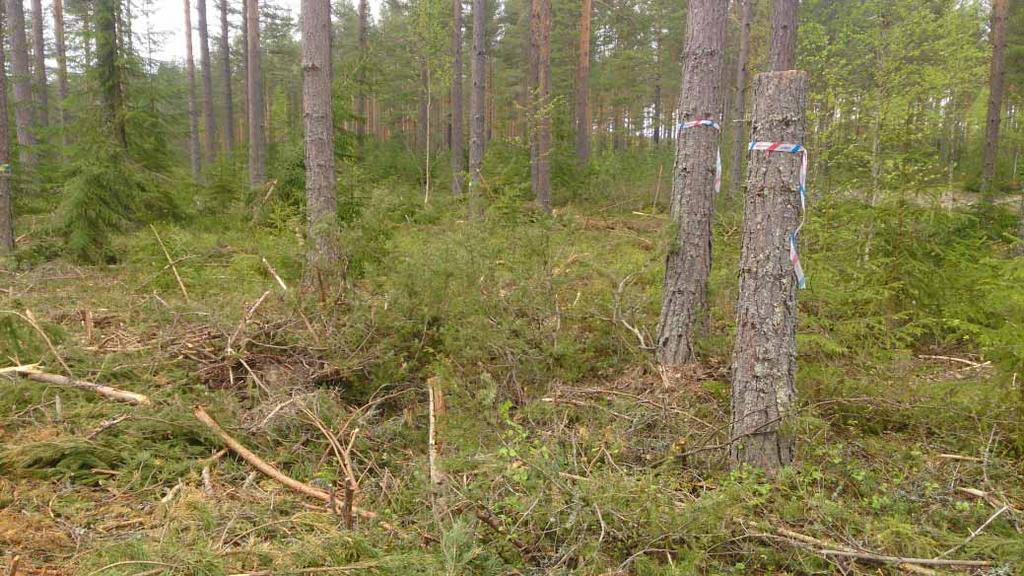 berördes (Figur 2). Enligt beskrivningen i FMIS rör det sig om kolningsgrop 15:3.