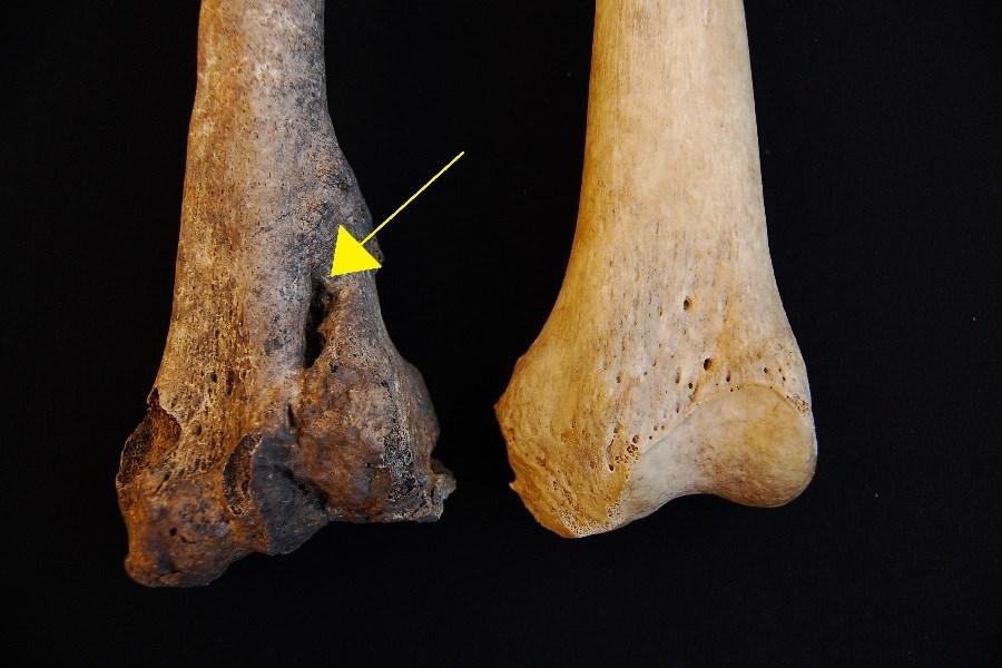 Skelettet är välbevarat, vilket har underlättat vid längdberäkningen eftersom alla mätbara rörben fanns tillgängliga.