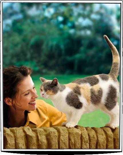 Cat Friendly Clinic Nu mer än någonsin Behov finns för att samarbeta med kattägaren Att erbjuda något unikt och annorlunda Att visa att