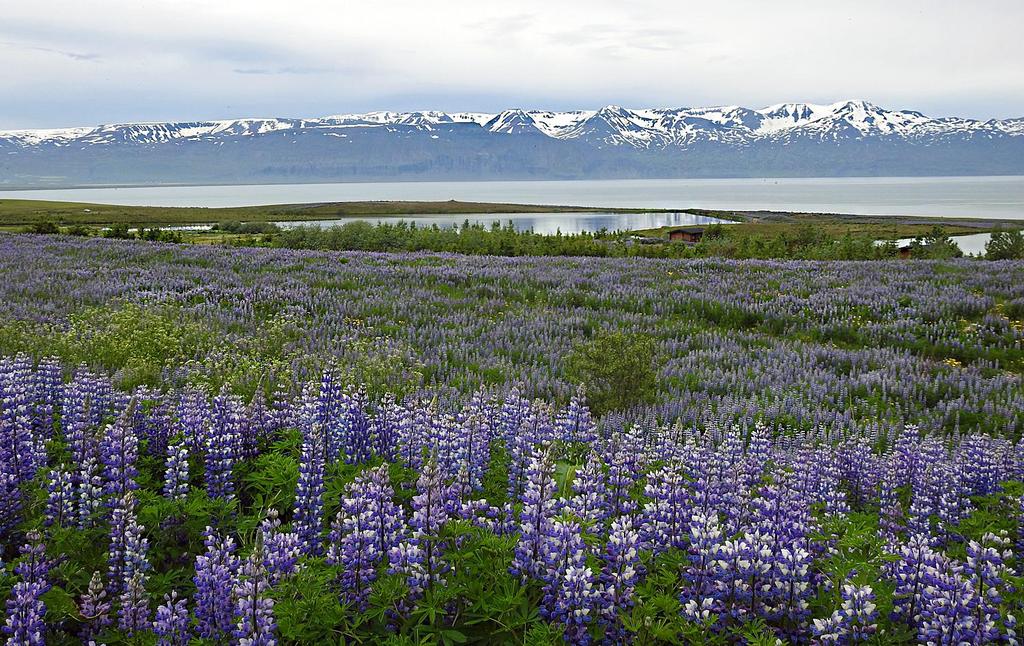 Svårt att inte låta bli att tycka det är vackert med den invasiva lupinen, här vid Kaldbakstjanir strax utanför Husavik.