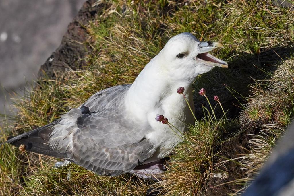 16 Strömand Histrionicus histrionicus 1 Hvalfjördur (i ett strömmande utlopp till fjorden), 1 Hvalfjördur och 2 Hvalfjördur 21.6, 1 Blönduós 22.6, 5 Godafoss 23.6, 7 Egilsstaðir 25.