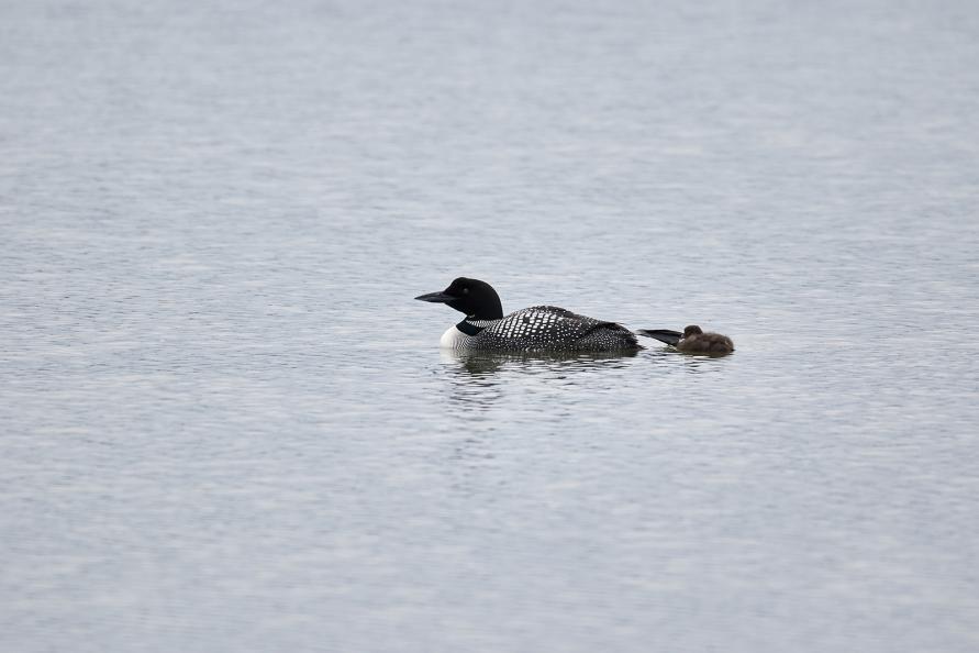 30 Storskarv Phalacrocorax carbo 5 1 längs vägen 20.6, 5 Borgarnes 21.6, 1 längs vägen 25.6 och 1 Dyrholaey 27.6. Underbart att får se så många svartnäbbade islommar. De flesta paren med ungar också!