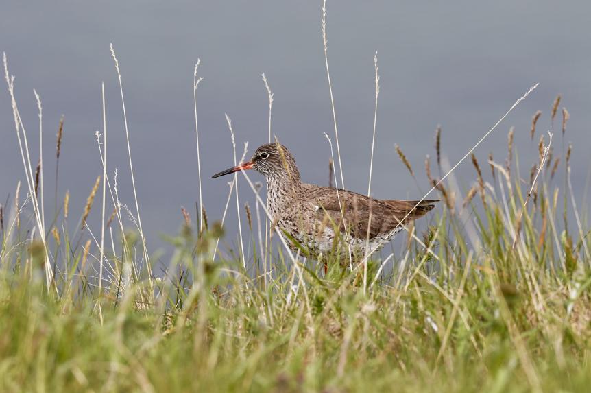 Observerad 10 dagar totalt 33 Större strandpipare Charadrius hiaticula 4 Heradsvatn östra utlopp 22.6, 8 Heradsvatn västra utlopp 22.6, 2 Blönduós 22.6, 2 längs vägen 25.6 och 1 Selfoss 28.6. Observerad 6 dagar totalt 34 Enkelbeckasin Gallinago gallinago Talrik Gauksmyri 21.