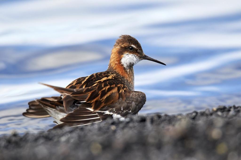 38 Roskarl Arenaria interpres 1 Gardur--Lighthouse area 20.6 39 Skärsnäppa Calidris maritima 4 Jökulsarlon 26.6, 8 Kaldbakstjanir 23.6 och 2 Selfoss 28.