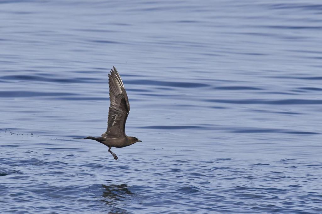 Foto: Bo Thoor 53 Kustlabb Stercorarius parasiticus 1 Keflavik 19.6, 2 Gauksmyri 21.6, 2 Medelfellsvatn 21.