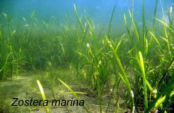 Flera olika marina biotoper - livsmiljöer Unika