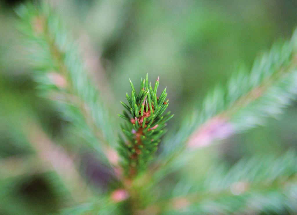 För miljön - För framtiden Skogen är jordens lungor. enom att använda den hjälper vi till att reparera vår miljö. Träd är nyttigt för klimatet för att de tar upp koldioxid när de växer.