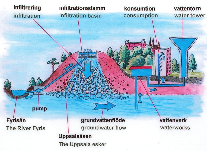 Exempel på rening av dricksvatten via grusås De boende i Uppsala har länge tagit sitt vatten ur Uppsalaåsen, men omkring 1950 började vattenförbrukningen bli för stor.