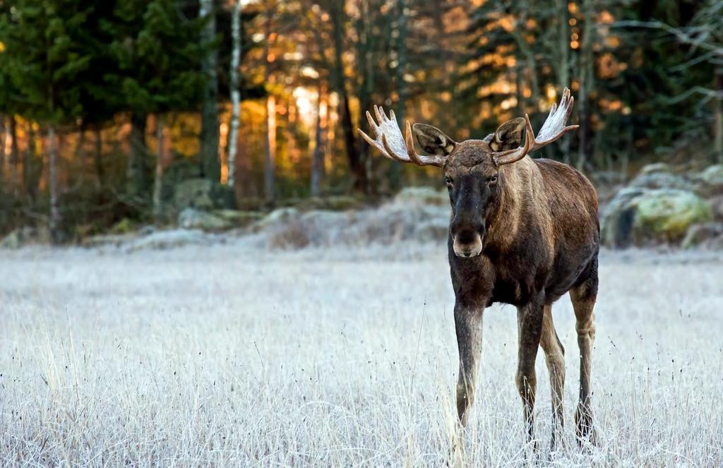 svårare att anamma inlärda beteenden från sina artfränder än t ex ren, hjort och vildsvin som lever i grupper.