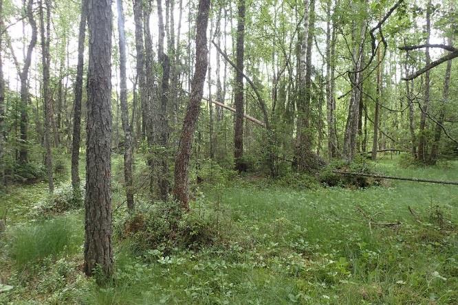 Naturvärdesobjekt 3 Naturvärdeklass 3 Areal: 0,4 hektar Naturtyp: Träd och skog Biotop: Lövsumpskog Beskrivning: Sumpskog med björk och al med inslag av gran och tall.
