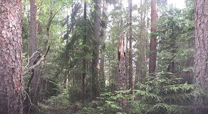 Naturvårdsarter: Spillkråka (NT) Bedömning: Barrblandskogen har ett påtagligt biotopvärde och visst artvärde.