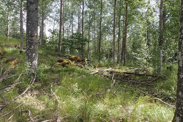 Figur 10. Naturvärdesobjekt 6 med klen död ved av lövträd.