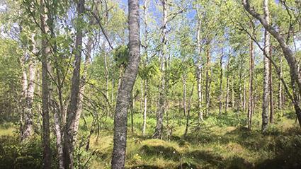 Naturvärdesobjekt 8 Naturvärdeklass 3 Areal: 0,5 hektar Naturtyp: Skog och träd Biotop: Skogsbvuxen myr Beskrivning: Skogsbevuxen myr med med skvattram, tuvull och fläcknycklar och flaskstarr.