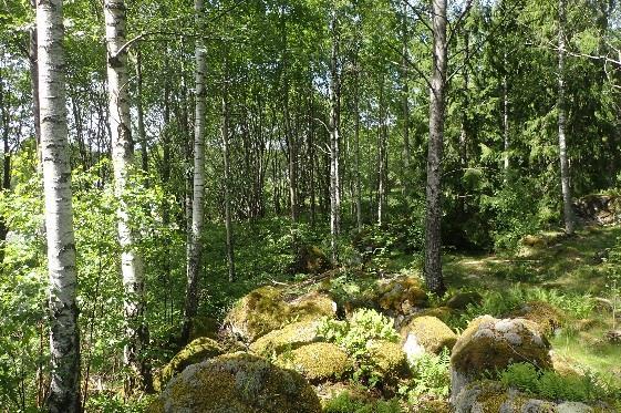 Naturvårdsarter: Bedömning: Objektet bedöms ha ett påtaglig naturvärdet som utgörs av ett visst biotopoch artvärde.