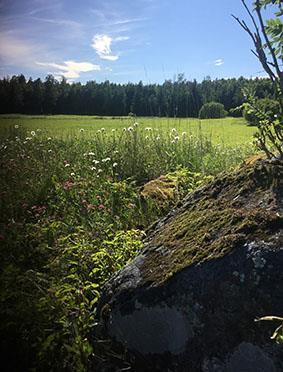 Exempel på skadliga åtgärder är grävning, schaktning, markbearbetning, deponering av jordmassor/avfall eller gödsel samt kulvertering av öppna diken.