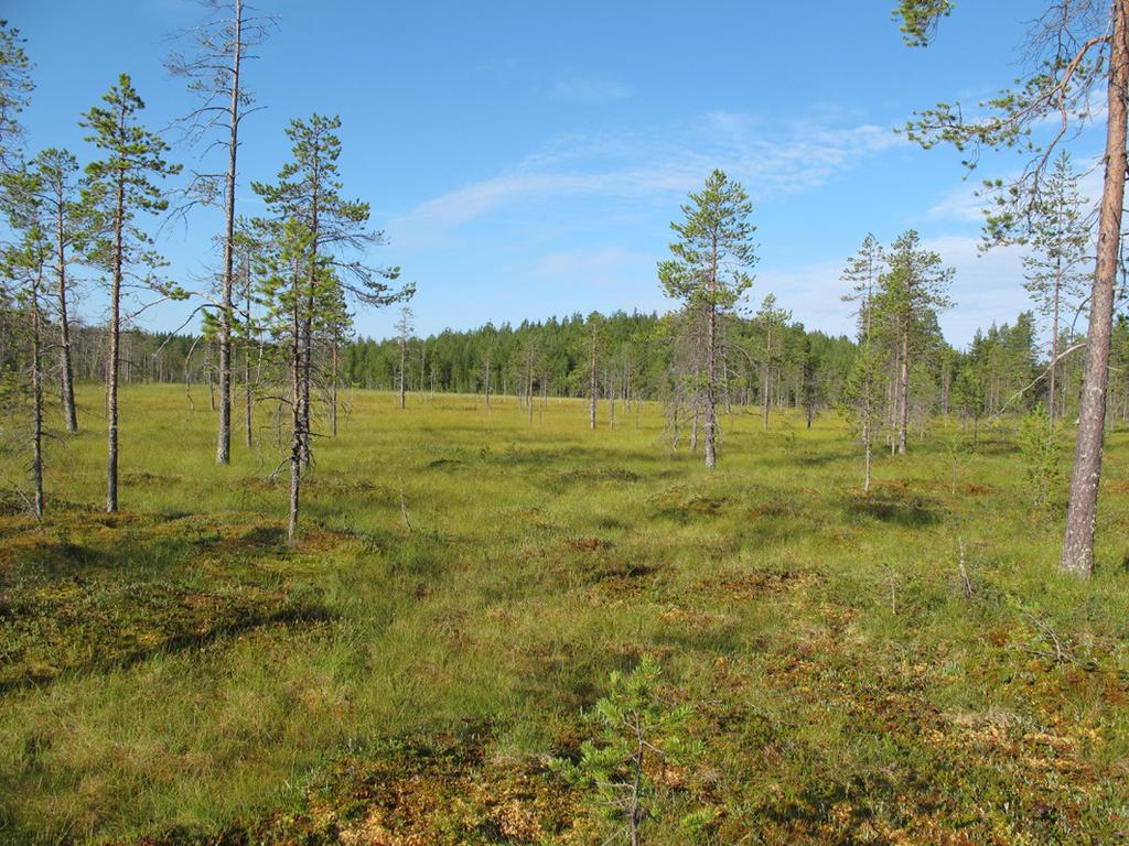 Foto 3. Denna glest trädbeväxta ristuvemyr ligger vid Matsäcktjärnen. 2. Åsflon Åsflon är en relativt öppen våtmark, se foto 4 nedan. Mycket tyder på att den tidigare nyttjades för våtmarksslåtter.