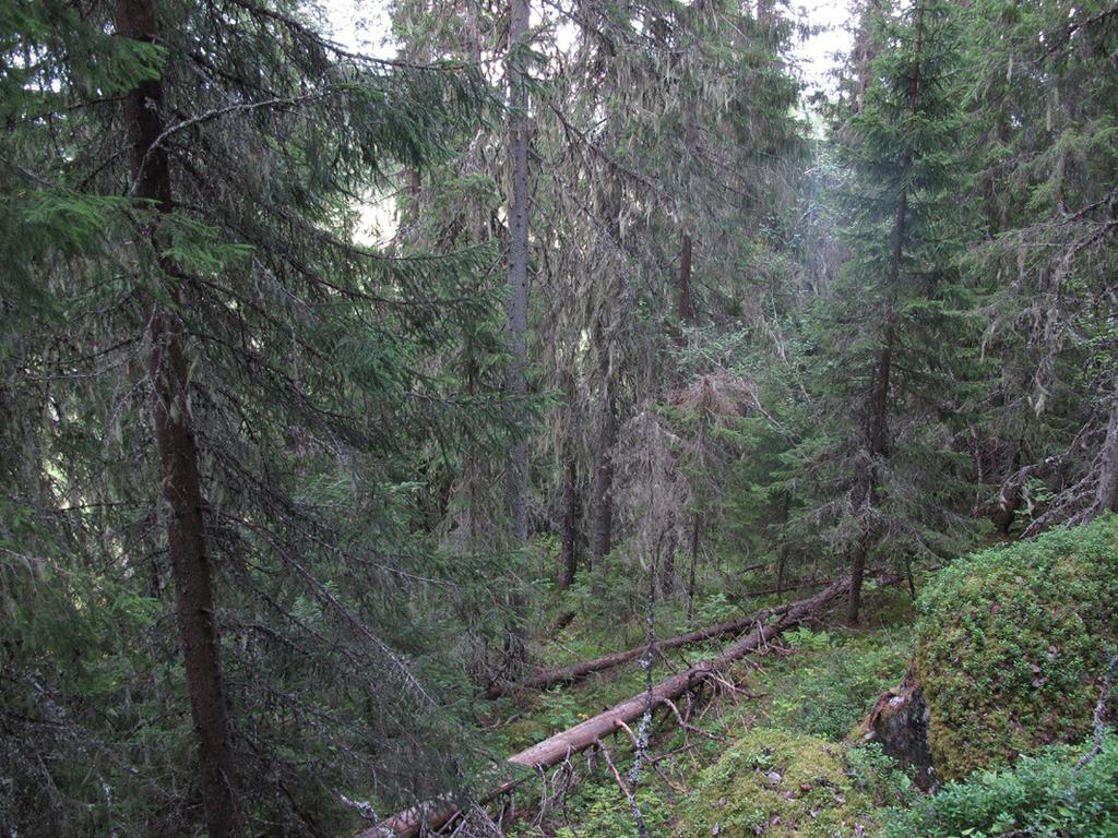 Foto 5. En mindre naturskog med ett högt naturvärde finns i en brant på Kattygelbergets nordöstra del. Många träd är rikt hänglavsbeklädda och här finns gott om olika naturskogselement. 4.