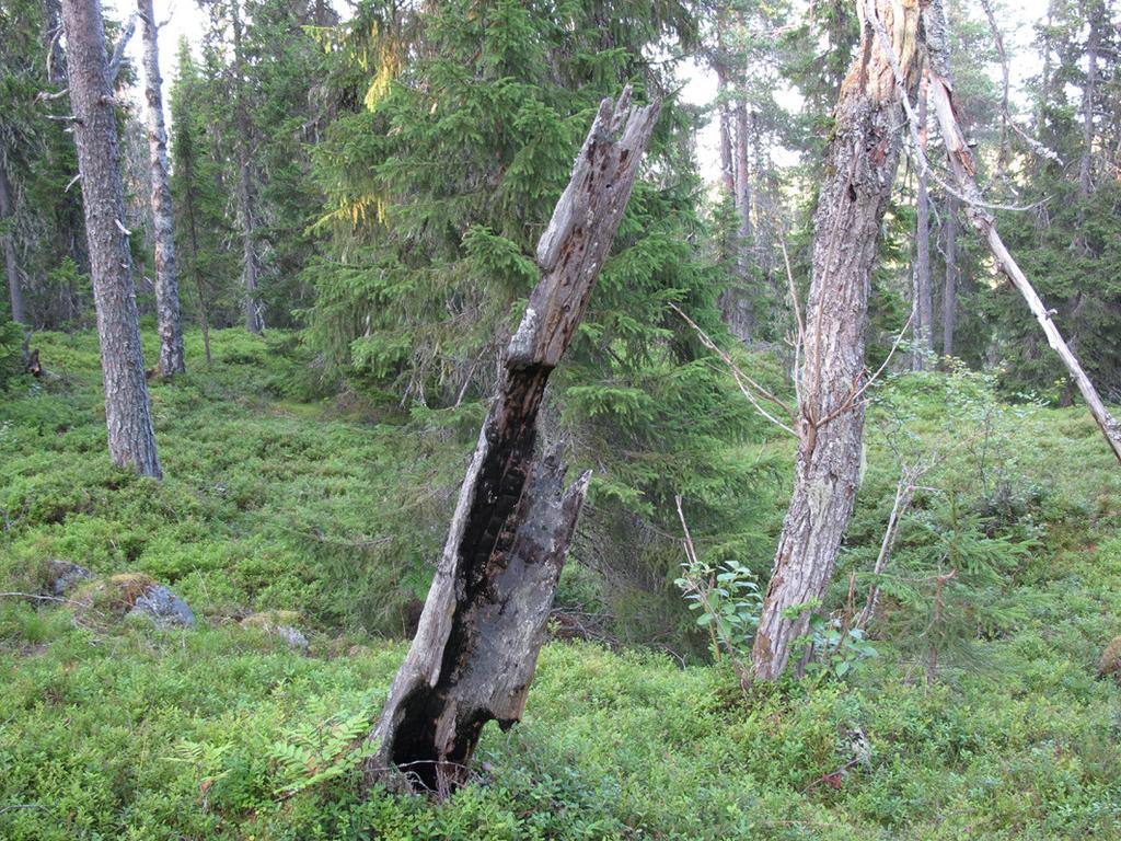 habitatdirektivs listor (Rådets direktiv 92/43/EEG) (t ex Cederberg & Löfroth 2000), liksom signalarter nyttjade vid Skogsstyrelsens nyckelbiotopsinventering (Nitare 2000).