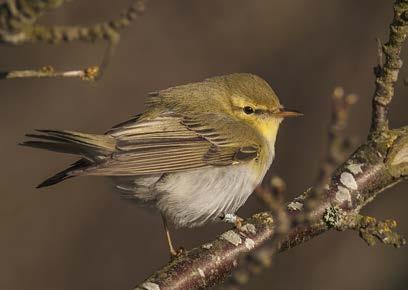 alltmer i positiv riktning och det kan antingen tolkas som att den sydvästflyttande populationen har spridit sig österut och/eller har den sydostflyttande har återhämtat sig.