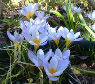 5 för 25 kr /15 för 65 kr FRITILLARIA (Vanligtvis