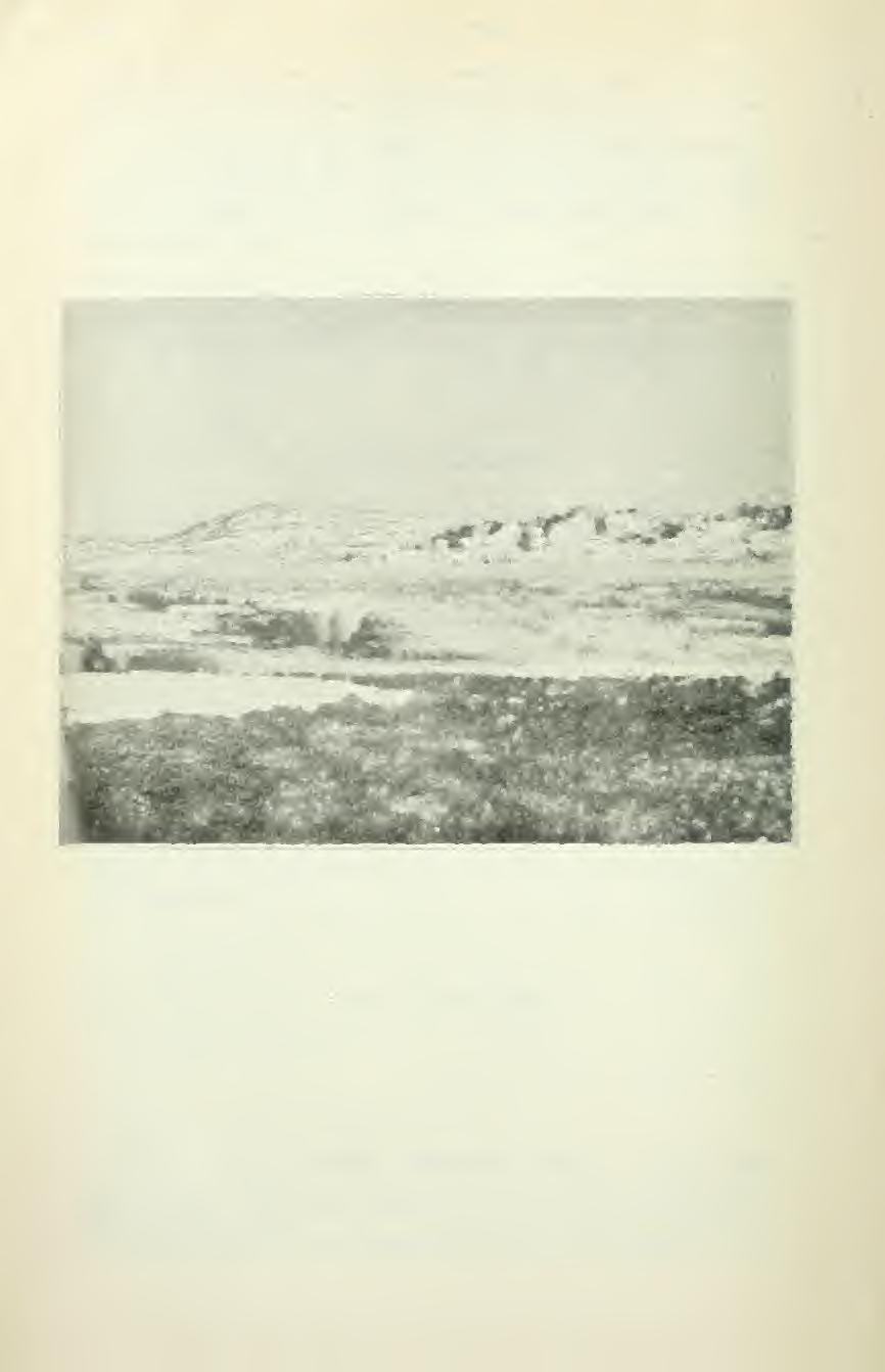 15» FAUNA OCH FLORA jaure anträffades den 25 juni 1906 ett i en brant klippvägg beläget bo med 5 färska ägg.