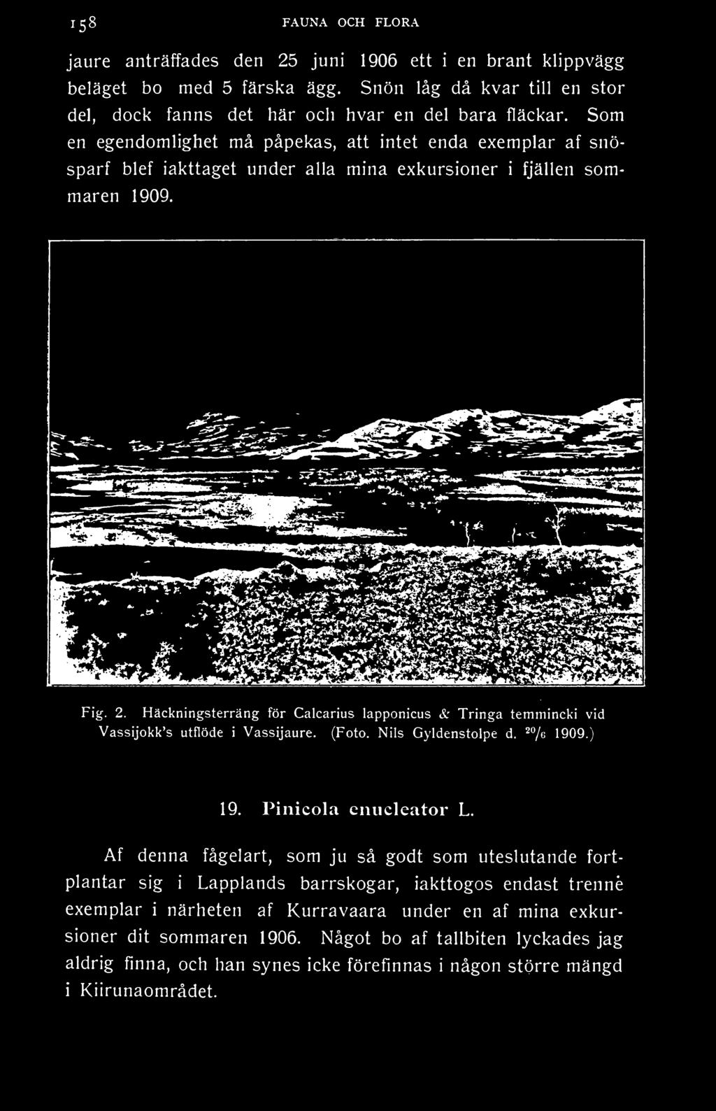 -7«1909.) 19. Pinicola enucleator L.