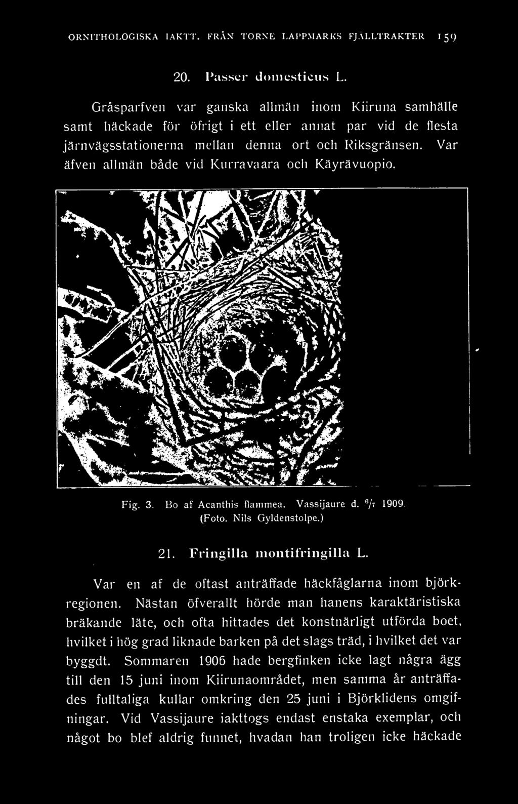 Var äfven ahmän både vid Kurravaara och Käyrävuopio. Fig. 3. Bo af Acanthis flanimea. Vassijaure d. 7' 1909. (Foto. Nils Gyldenstolpe.) 21. Fringilla niontifriiigilla L.