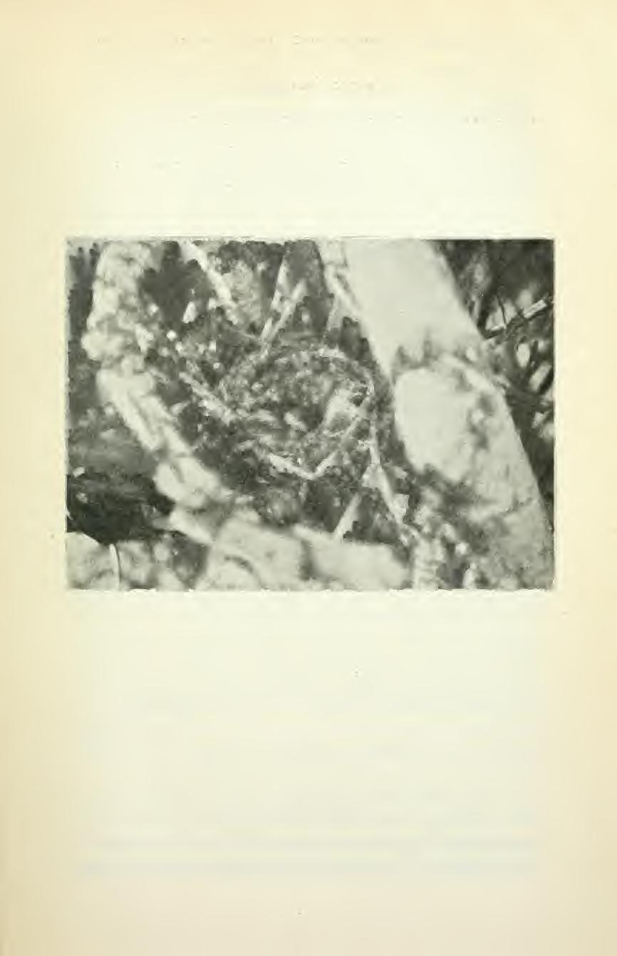 ORXITHOI.OGISKA laktt. FRÄN TORNE LAPPMARKS FJÄI.I/IRAKTER l6l 25 (^orviis cornix L.