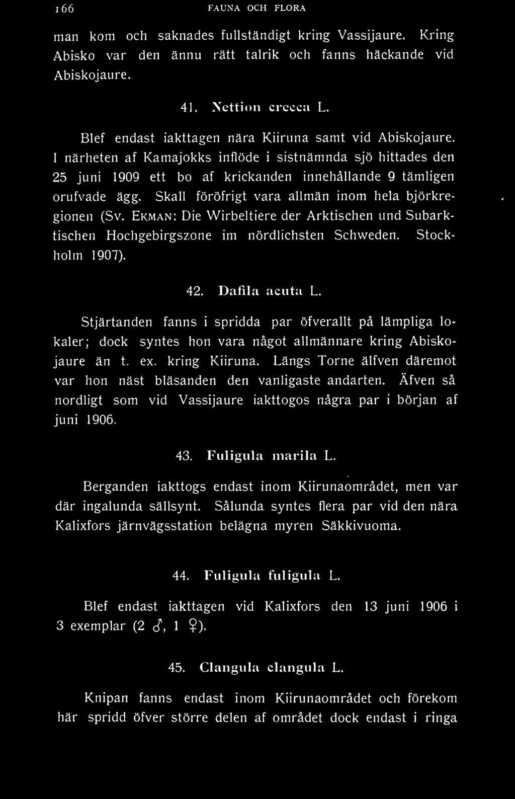 Skall föröfrigt vara allmän inom hela björkregionen (Sv. Ekman: Die Wirbeltiere der Arktischen und Subarktischen Hochgebirgszone im nördlichsten Schweden. Stockholm 1907). 42. Dafila aciita L.