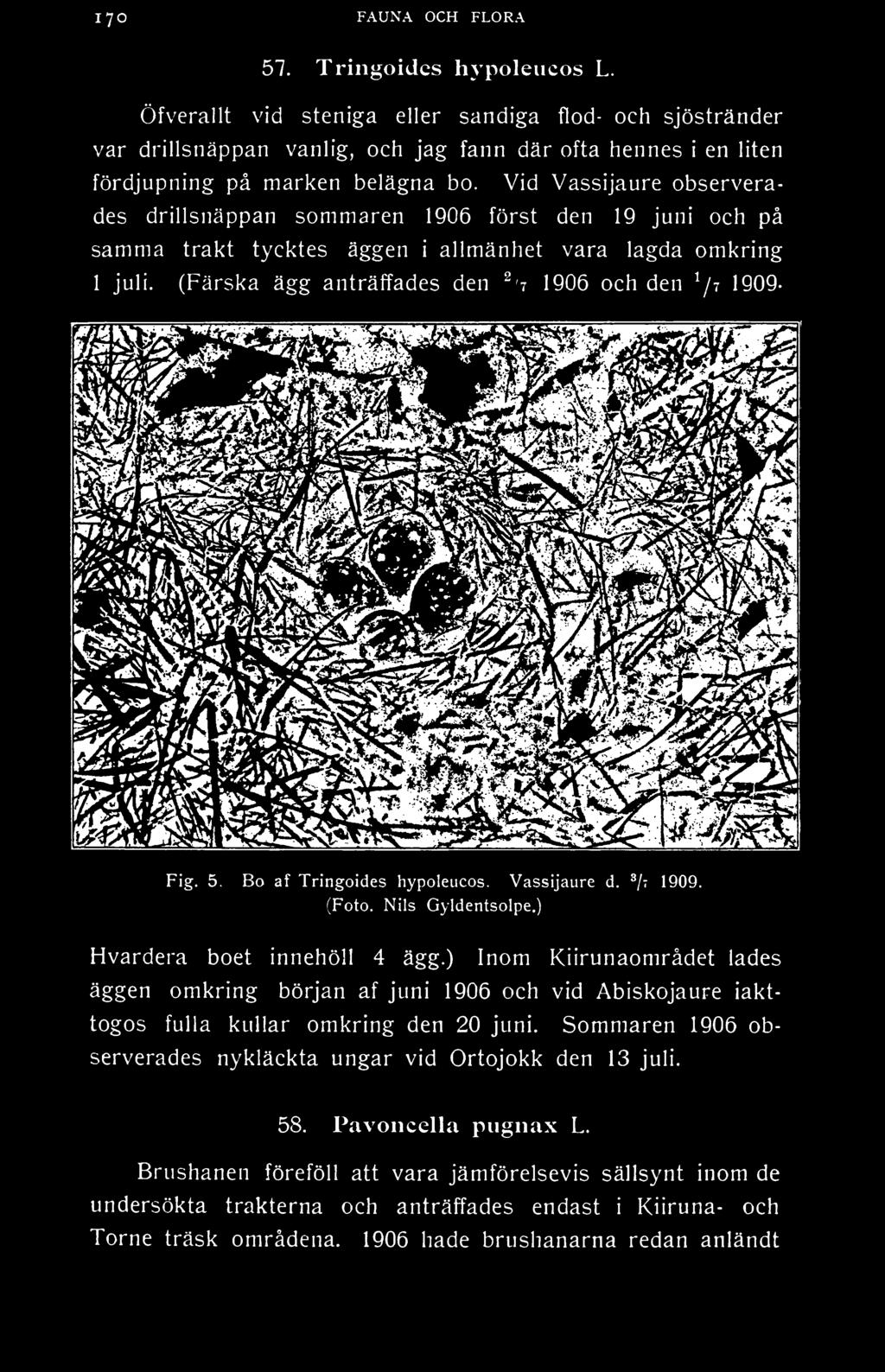 Vid Vassijaure observerades drillsnäppan sommaren 1906 först den 19 juni och på samma trakt tycktes äggen i allmänhet vara lagda omkring 1 juli.