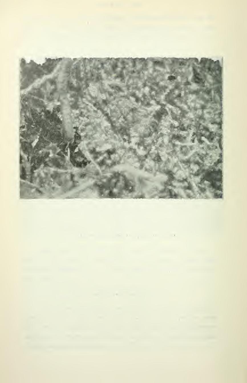 72 FAUNA OCH FLORA juni, dock voro äggen vid denna tid sommaren 1909 i allmänhet mera rufvade än år 1906.