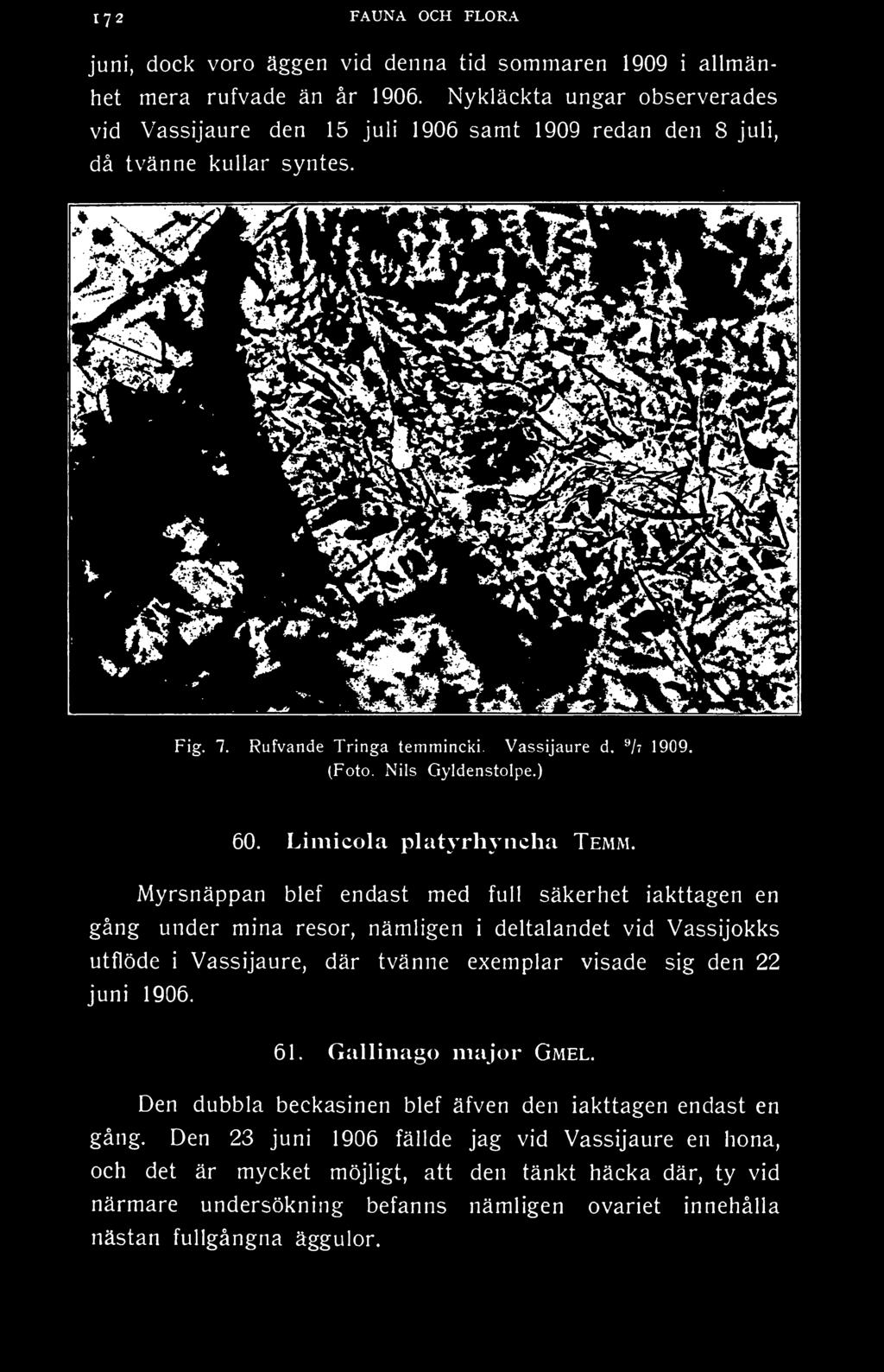 Vassijaure, där tvänne exemplar visade sig den 22 juni 1906. 61. Gallinago major Gmel.