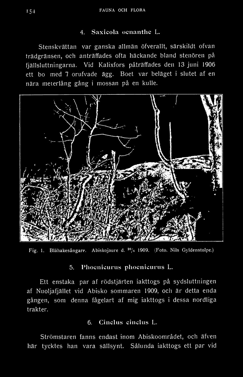 ^*\\i 1909. (Foto. Nils Gyldenstolpe.) 5. Phoeniciirus phoeniciiriis L.