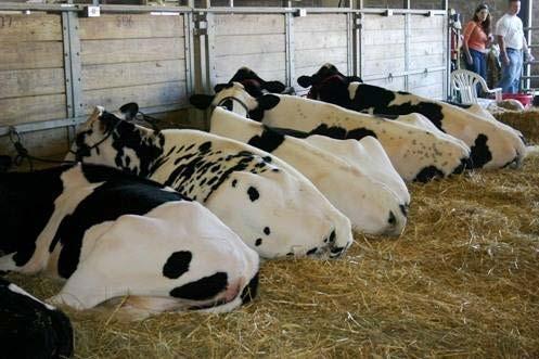 Motåtgärd Stallning av betande boskap Åtgärd Indikation Huvudsaklig aktör/er Målsättning Åtgärdsnivå (OIL) Risker med åtgärd Stallning av mjölkboskap betesförbud för samtliga mjölkproducenters