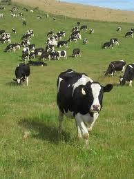 Motåtgärd Betesförbud Åtgärd Indikation Huvudsaklig aktör/er Målsättning Åtgärdsnivå (OIL) Risker med åtgärd Betesförbud för mjölk- och köttboskap Misstänkt eller konstaterad markbeläggning