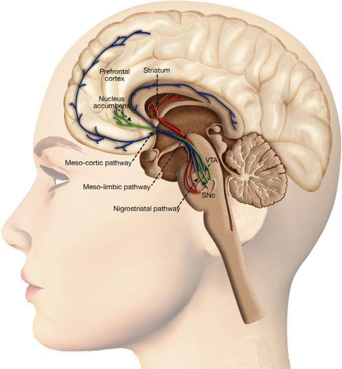 VARFÖR VILL VI STRAFFA? Dorsala Striatum Belönande effekt.