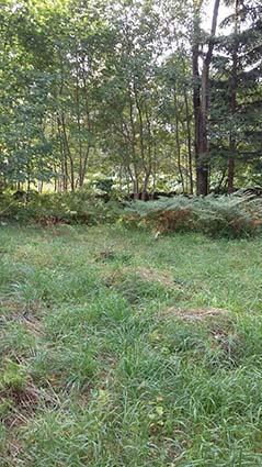 FÖRUTSÄTTNINGAR OCH FÖRSLAG TILL FÖRÄNDRING Mark och vegetation Planområdet består av relativt plan mark uppbyggd av morän.