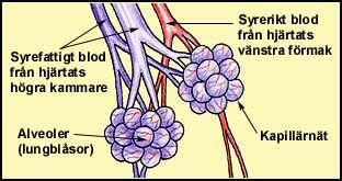 Respirationssystemet - andningen www.spaacademyl.se Andningsorganen tar upp det syre som fordras för ämnesomsättningen i kroppens alla celler. Syre är nödvändigt för att cellerna ska fungera normalt.