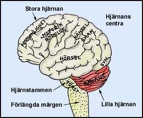 Nervsystemet Källa: Nationellt centrum för flexibelt lärande. Hjärnan, ryggmärgen och nerverna kallas gemensamt för nervsystemet.