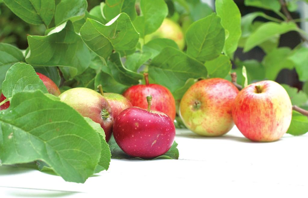 ALICE är ett medelstort äpple med något åsig form. Äpplet drogs upp i början av 1950-talet på Balsgård och har utvecklats med utgångspunkt från Ingrid Marie.