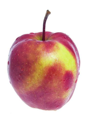 Sorten skördas i oktober och kan därefter lagras till mars-april. Säsong: oktober - mars. ljusare prickar. Äpplet har en stor, avrundat kägellik form.