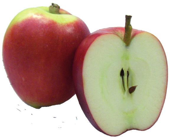 Ursprungsträdet finns fortfarande kvar och det är lite lustigt att se de lite blekare Jonagold äpplena på ena sidan och de klart röda Jonagored på andra sidan.