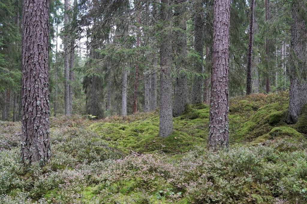 Produktiv skogsmark enligt skogsbruksplan ca 63,7 ha med ett bedömt virkesförråd om ca 8 700 m3sk. Bonitet 6,3 m3sk/ha.