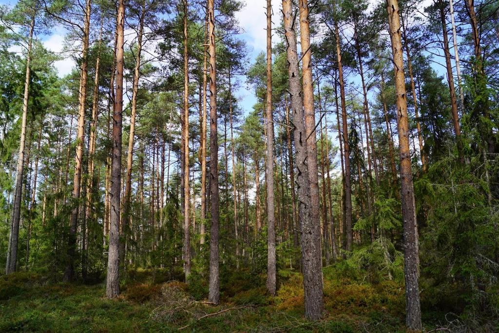 Skog och Mark Skogsmark Enligt skogsbruksplanen är den produktiva skogsarealen 63,7 ha med ett bedömt virkesförråd om 8 711 m3sk 2018. Bonitet 6,3 m3sk/ha och år. Tall 66 %, gran 29 % och björk 5 %.
