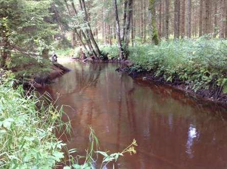 Figur 16. Skyddszonen utmed vattendraget är smal och bara några enstaka alar och björkar växer vid stranden. Vid en avverkning av produktionsskogen skulle miljön i vattendraget bli mycket förändrad.