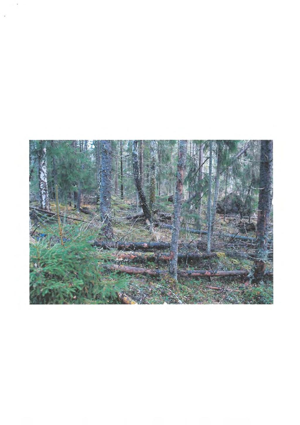 Förslag Detta är minnen och Värden som finns strax intill allfarvägen men som snart är helt bortglömda. Området ligger som tätortsnära natur med Omäs och det ev.